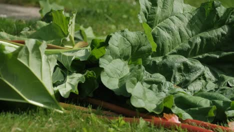 fresh, ripe rhubarb gather on the grass after picking