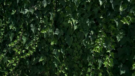 long pan right on a wall covered with drooping green ivy