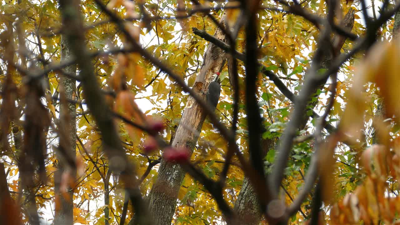 A hidden view of a woodpecker drumming on a tree