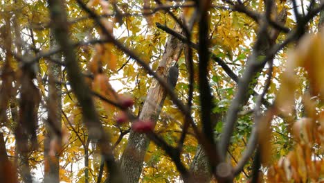 Una-Vista-Oculta-De-Un-Pájaro-Carpintero-Tamborileando-En-Un-árbol