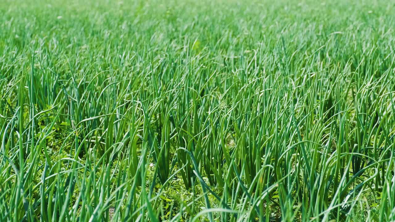 땅에서 자라는 초록 양파, 유기농 농업, 에서 줄. 은 초록 양배추 클로즈업