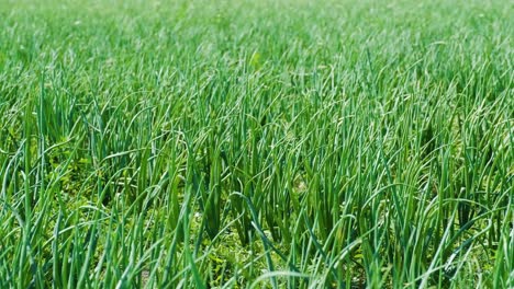cebollas verdes creciendo en la tierra, agricultura orgánica, filas en el campo. cebolla verde germinada de cerca
