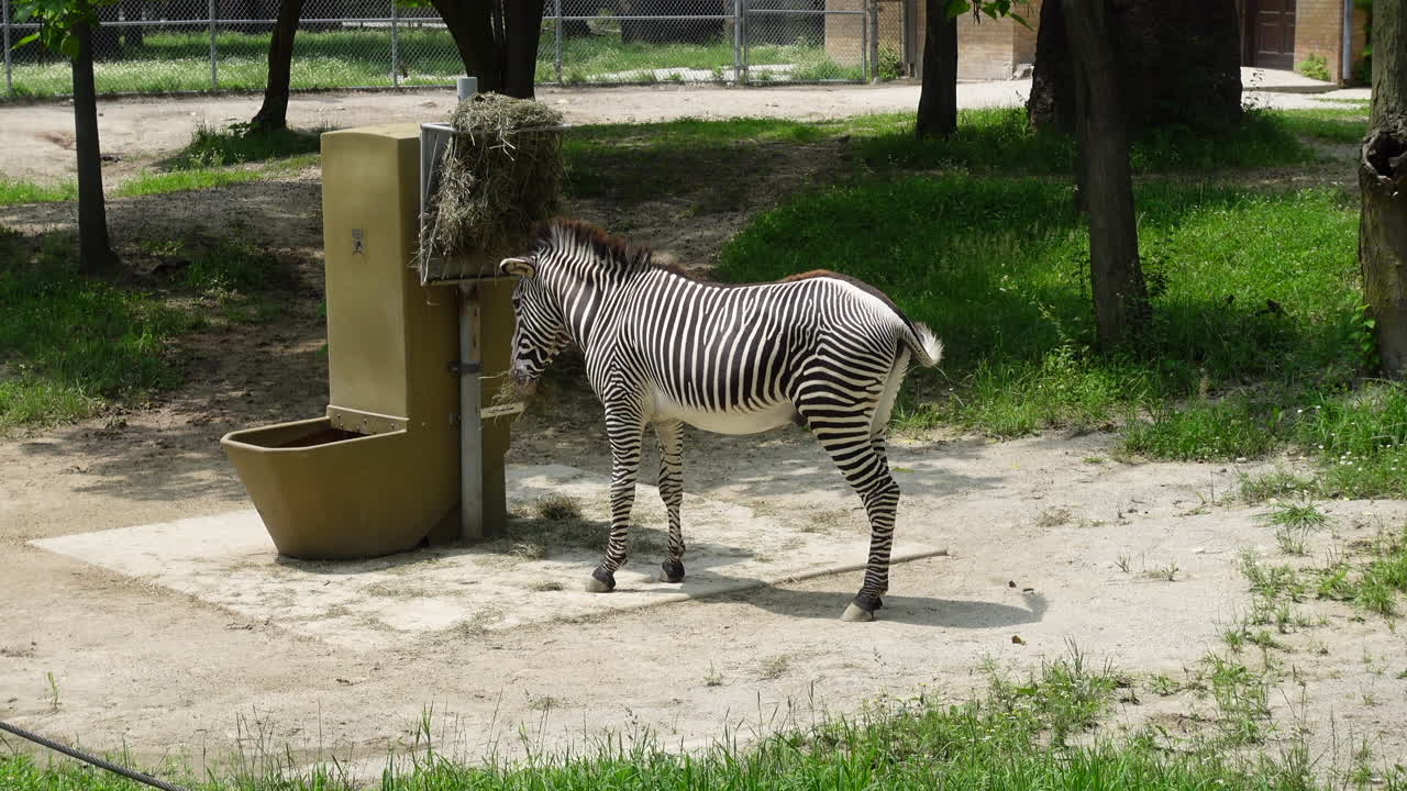 cebra de pie comiendo cerca de un puesto de comida en un zoológico en un día soleado