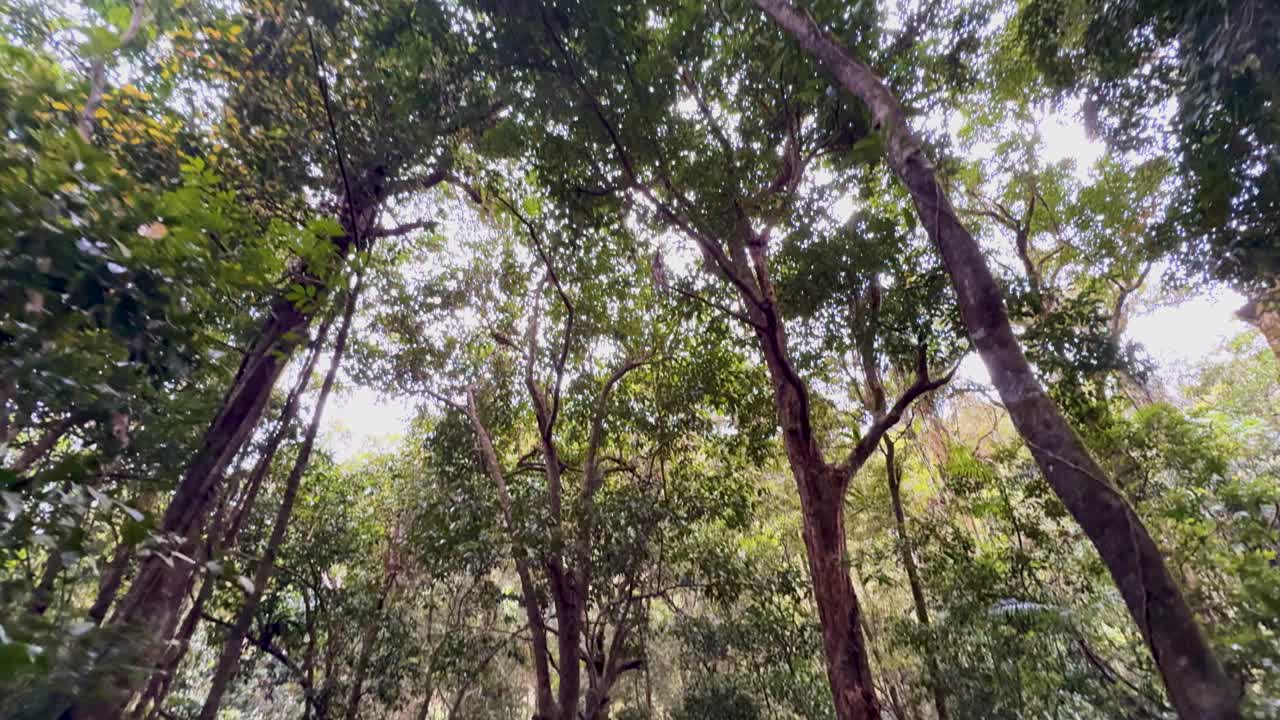 A serene view of a dense rainforest canopy with sunlight filtering through, showcasing the vibrant greenery of Port Douglas