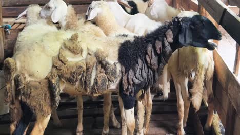 sheep in a farm pen