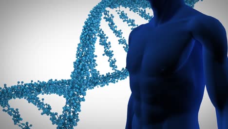 Animation-Eines-3D-blauen-DNA-Strangs,-Der-Sich-über-Einem-Menschlichen-Modell-Dreht