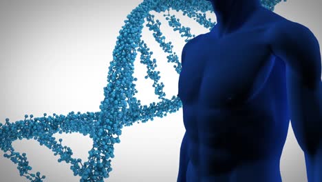 animation of 3d blue dna strand spinning over human model