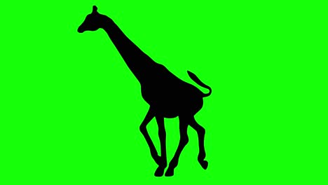 a silhouette of a giraffe running on green screen, side view