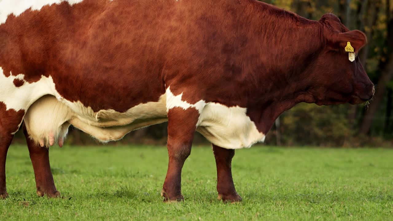 una sola vaca en el prado ancho, pastando suavemente, de lado a lado