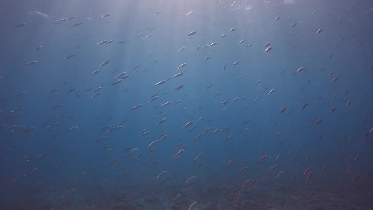 Banco di pesci che si muove verso la luce dal fondale marino