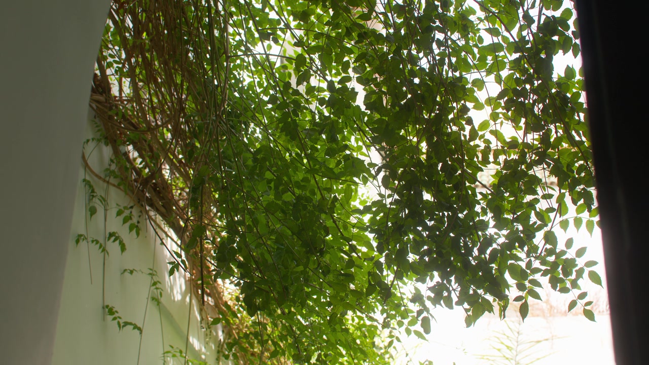 La luce del sole filtra attraverso viti frondose sopra un muro bianco del cortile in un ambiente da riad