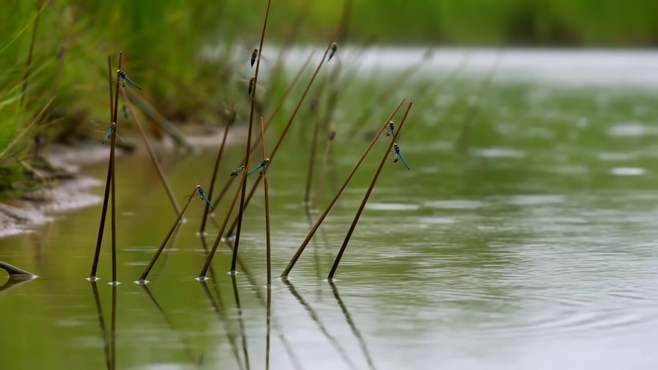 Diverse libellule blu rimangono in equilibrio su sottili canne emergenti sopra acqua verde calma, mentre increspature circolari si allargano sulla superficie dello stagno, con vegetazione sfocata che costeggia la riva