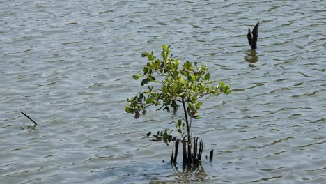 Creciendo-Sano-Mientras-El-Viento-Sopla-Creando-Olas,-Manglar-Rhizophora,-Tailandia