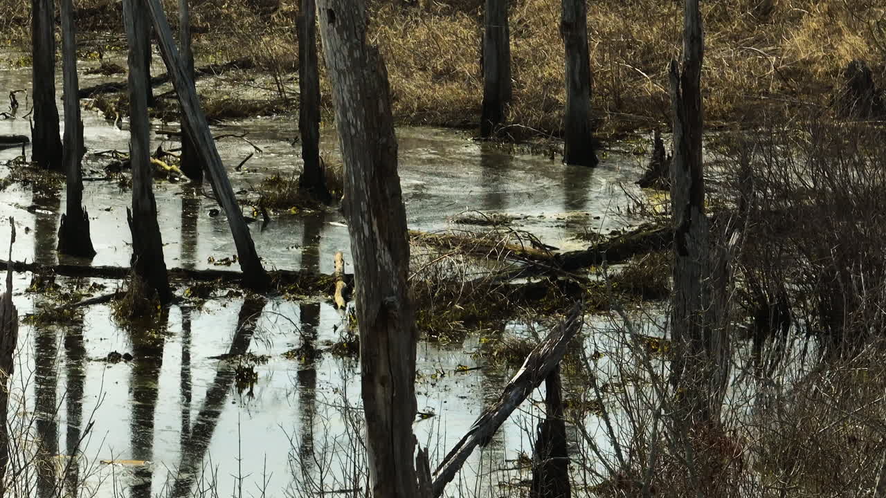 Tranquil swamp in Point Remove Wildlife Area, Blackwell, Arkansas, reflecting bare trees