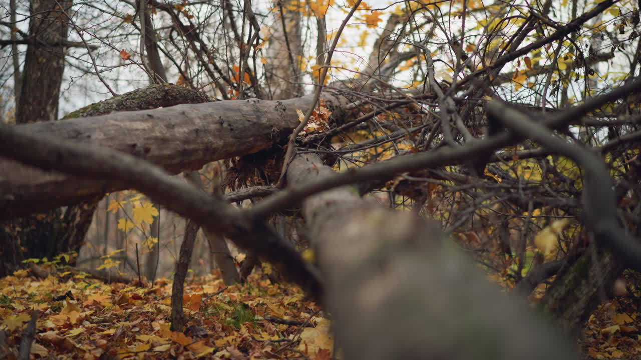 Serene autumn forest scene featuring fallen trees lying across a woodland path, surrounded by tall trees with golden leaves, dry foliage covers the ground, creating a peaceful atmosphere
