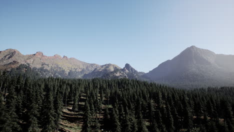 una vista panorámica de un bosque en las montañas