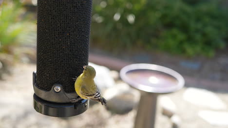 a small yellow goldfinch bird lands and eats seeds from a bird feeder in slow motion in california