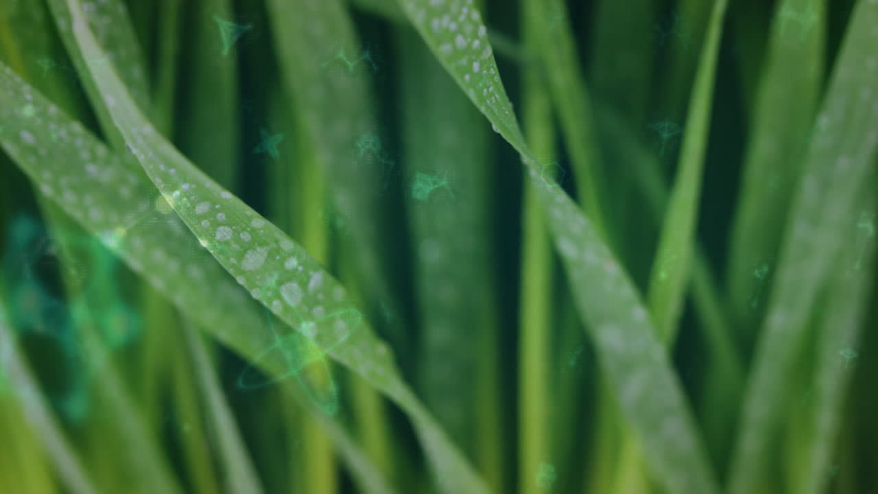 Dew-covered green leaves with subtle glowing animation in natural setting