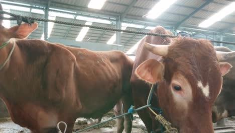 view of the cow farm interior