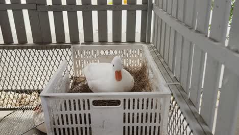 white duck in a plastic crate