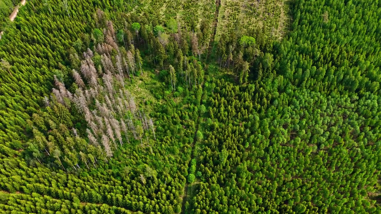 A high-angle drone orbit showing healthy green canopy contrasted with a patch of gray dead wood.