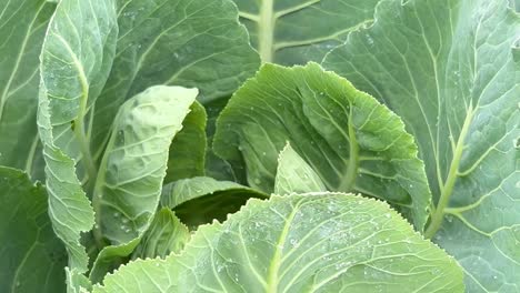 fresh greens for salad on iur ovn garden young green cabbage natural abstract background or technology vegetarian food fresh greens for salad on iur ovn garden