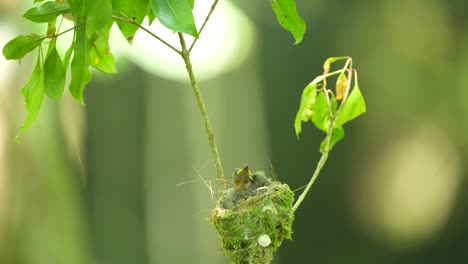 tres jóvenes pájaros monarca de cuello negro estaban languideando en su nido entre las ramas de un árbol