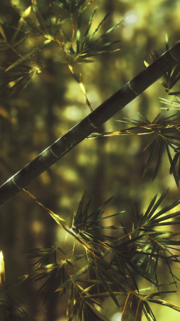 La luce del sole filtra attraverso foglie di bambù lussureggianti in un'ambientazione forestale serena.