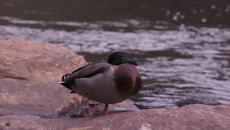 a mallard duck standing on one leg, near a stream