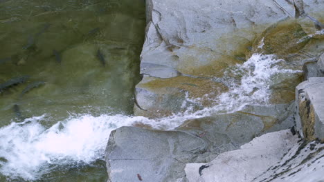 el salmón coho en desove se abre camino hasta una pequeña cascada que fluye sobre una roca