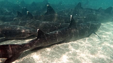 underwater shot of small sharks in the bottom of the ocean - underwater shot