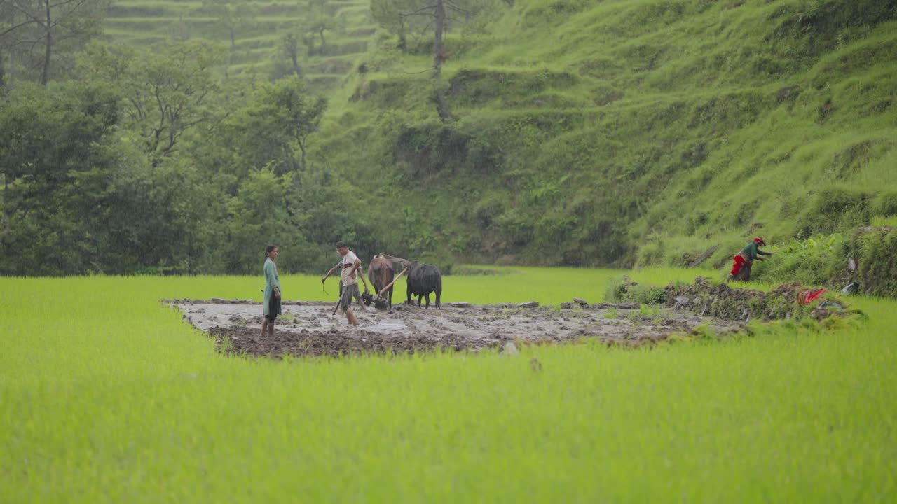 Wide frame of people ploughing fields with oxen in a distant rural setting, traditional farming captured from afar, 4k video