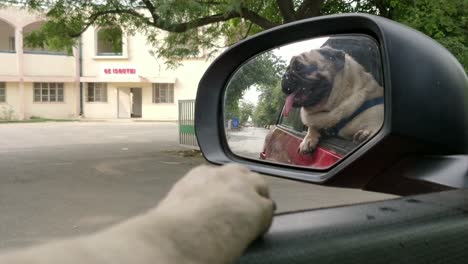 Lindo-Cachorro-Pug-Disfrutando-De-Un-Paseo-En-Coche