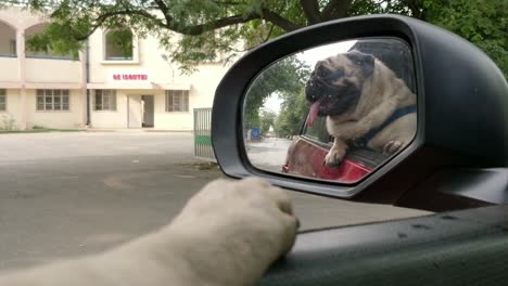 lindo cachorro pug disfrutando de un paseo en coche