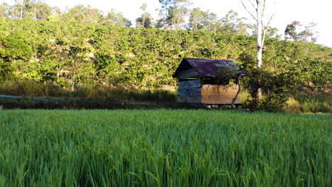 asia vietnamita plantación de café en terrazas de arrozales permacultura producción de alimentos agrícolas