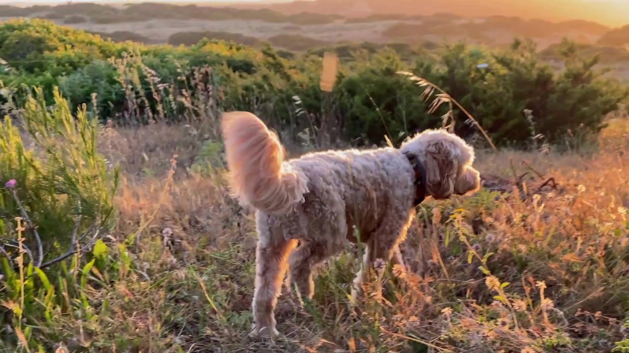 Cane soffice che cammina attraverso erba alta secca e cespugli verdi, godendosi la luce dell'ora d'oro ed esplorando l'ambiente naturale esterno.