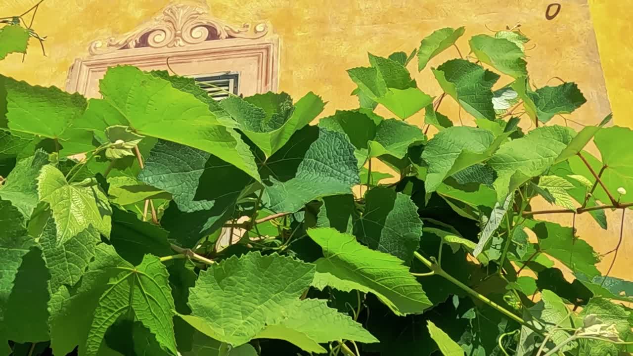 Close-up of lush green leaves with a decorative yellow wall background.