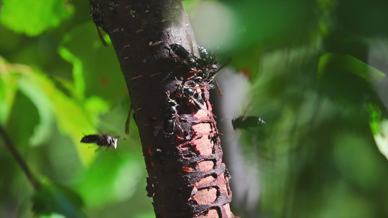 Paper wasps feeding on the bark of a paper birch tree