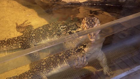 close view of a monitor lizard in captivity moving in the water