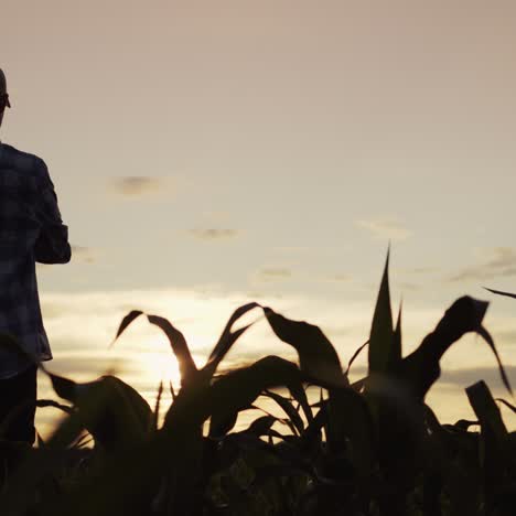 The-silhouette-of-a-farmer-standing-in-a-field-of-corn
