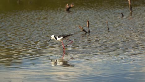 Elegante-Zancos,-Himantopus-Leucocephalus-Caminando-Sobre-El-Agua-En-Su-Hábitat-Natural,-Buscando-Pequeños-Invertebrados-En-Las-Aguas-Poco-Profundas-De-Las-Marismas-En-La-Reserva-De-Humedales-De-Boondall