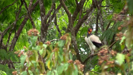 A-beautiful-red-orange-necked-King-Vulture-perched-on-a-tree-branch-and-flying-off---Mid-shot