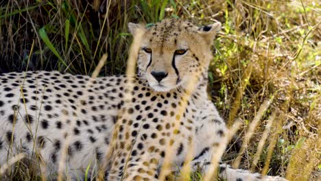 a lonely cheetah laying on the sheltered grassy ground and looking around