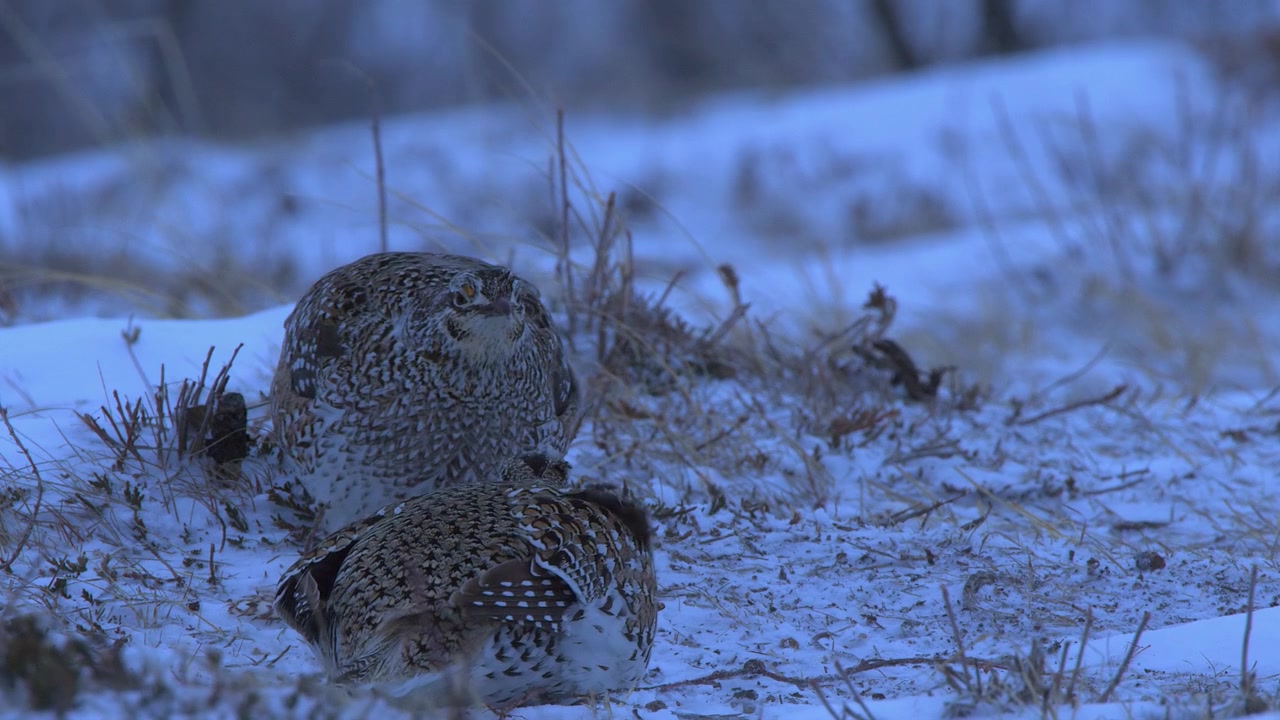 Two male Sharptail grouse face-off on snowy winter prairie lek, closeup
