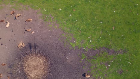 Dramatic-aerial-top-view-flight-herd-of-cows-on-pasture,-czech-republic-in-Europe,-summer-day-of-2023