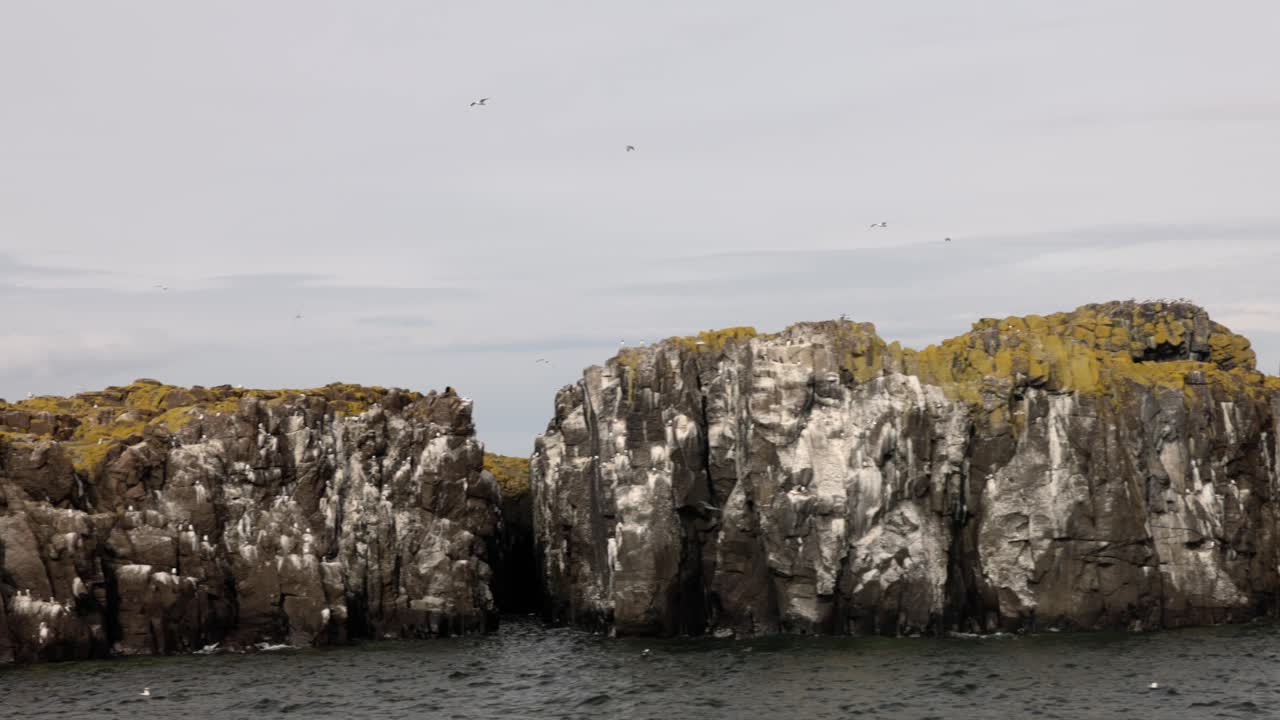 seabirds flying around the coastline of the Isle of May during breeding season