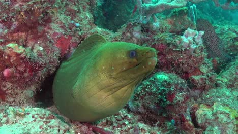 large green moray eel guards it's home