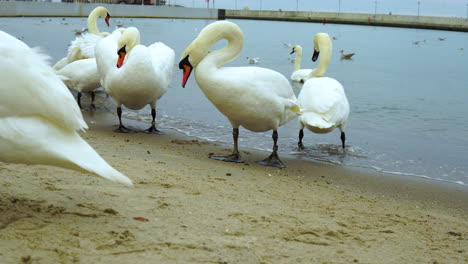 a close-up swan walks by the seashore, has his neck bent and is looking for something in the sand on the beach