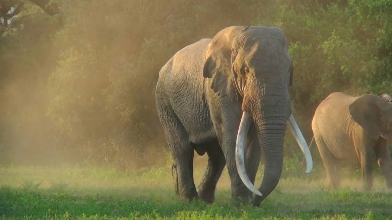 un hermoso elefante gigante majestuoso se encuentra a la luz de la mañana temprano con enormes colmillos