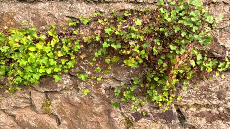 time-lapse of plants growing on stone wall